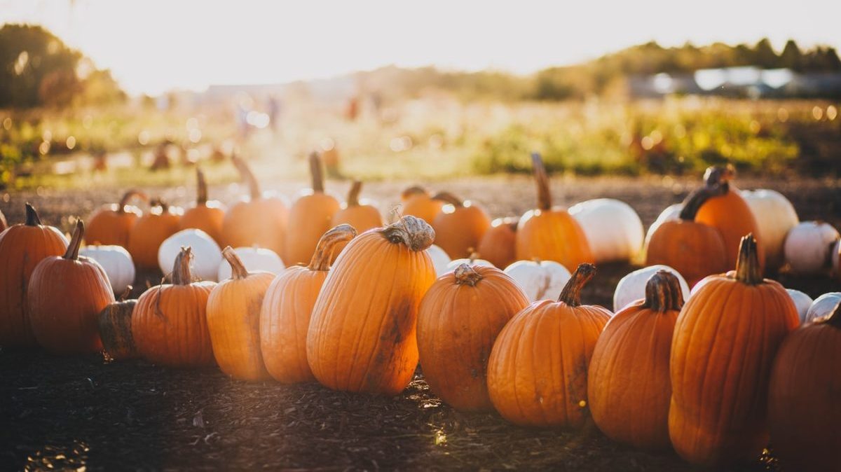 fall festival pumpkins in a line